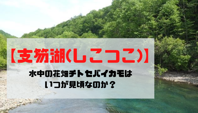 支笏湖 しこつこ 水中の花畑チトセバイカモはいつが見頃