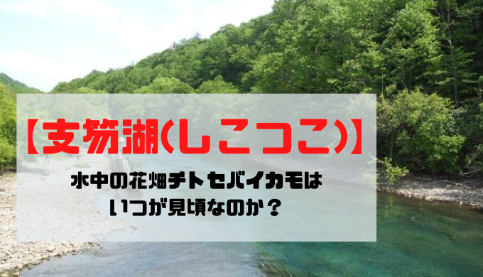【支笏湖(しこつこ)】水中の花畑チトセバイカモはいつが見頃？